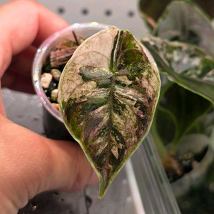 알로카시아 아즈라니 화이트핑크 바리에가타