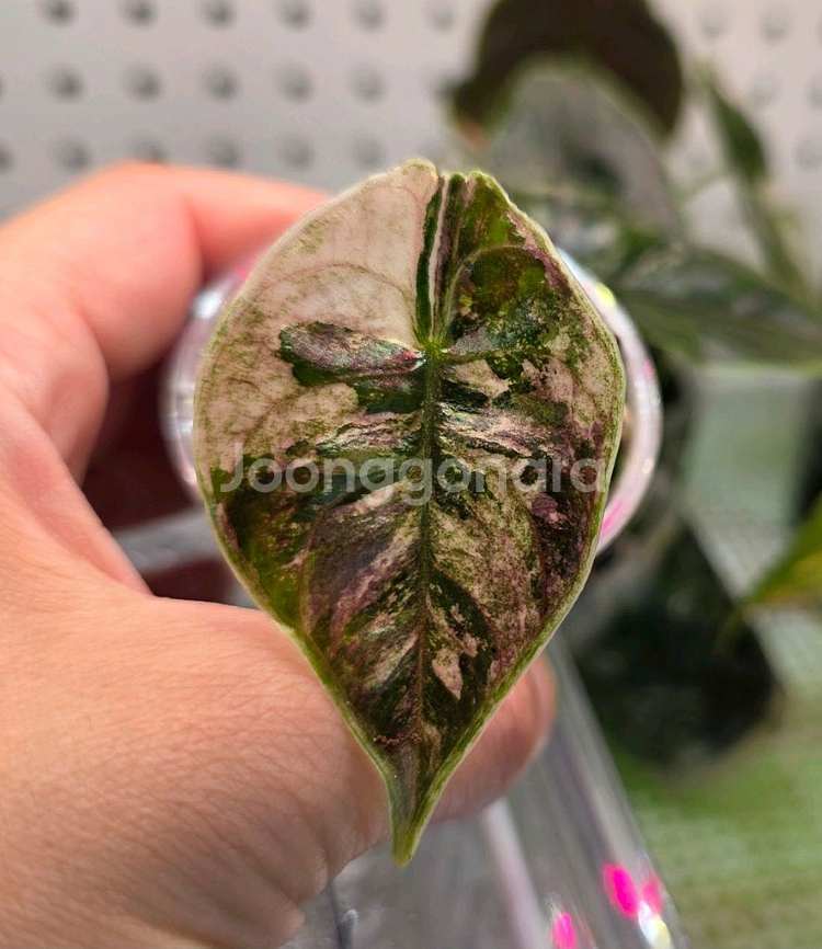 알로카시아 아즈라니 화이트핑크 바리에가타--1