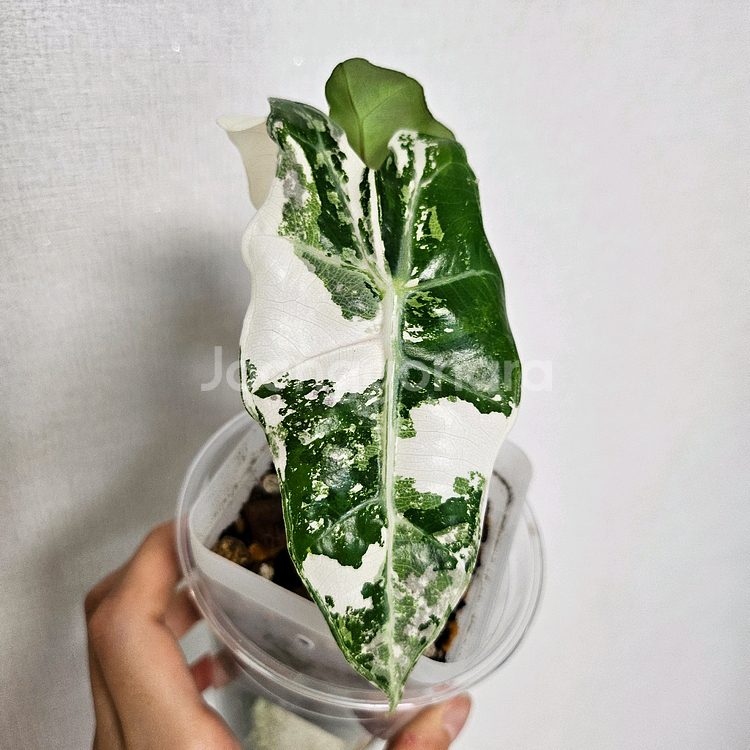 알로카시아 아마조니카 바리에가타--1
