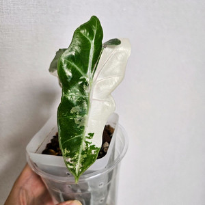 알로카시아 아마조니카 바리에가타