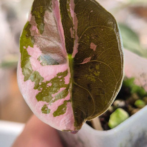 알로카시아 찬트리에 바리에가타