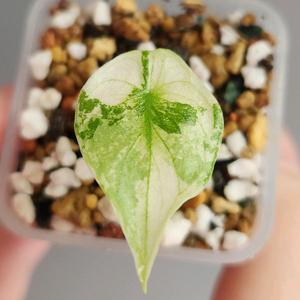 알로카시아 롱기로바 화이트 바리에가타 핑크백