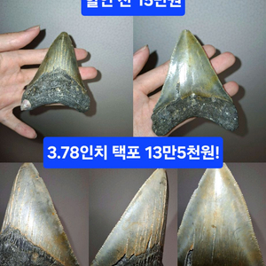 쥐라기 월드! 거대한 상어 이빨 진품 화석