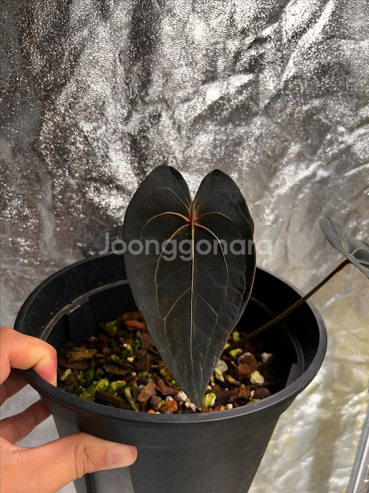 안스리움 파필퍼플 구매시 서비스 유묘 증정--0
