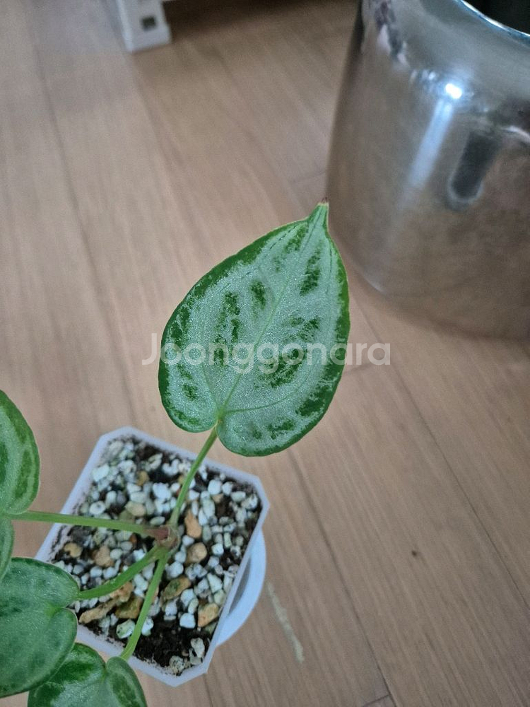 안스리움 실버브러쉬 풀실버--0