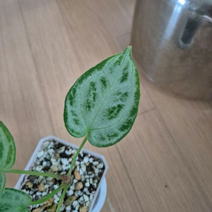 안스리움 실버브러쉬 풀실버