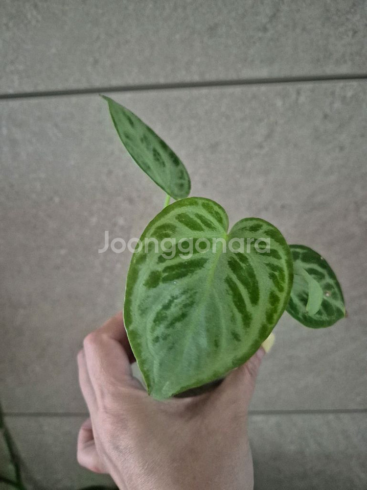 안스리움 실버브러쉬 풀실버--1