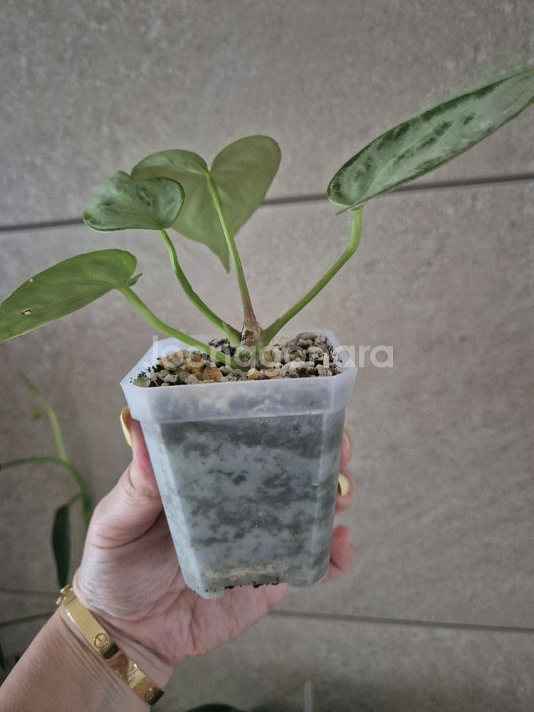 안스리움 실버브러쉬 풀실버--4