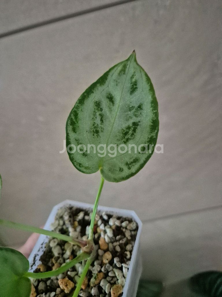 안스리움 실버브러쉬 풀실버--2