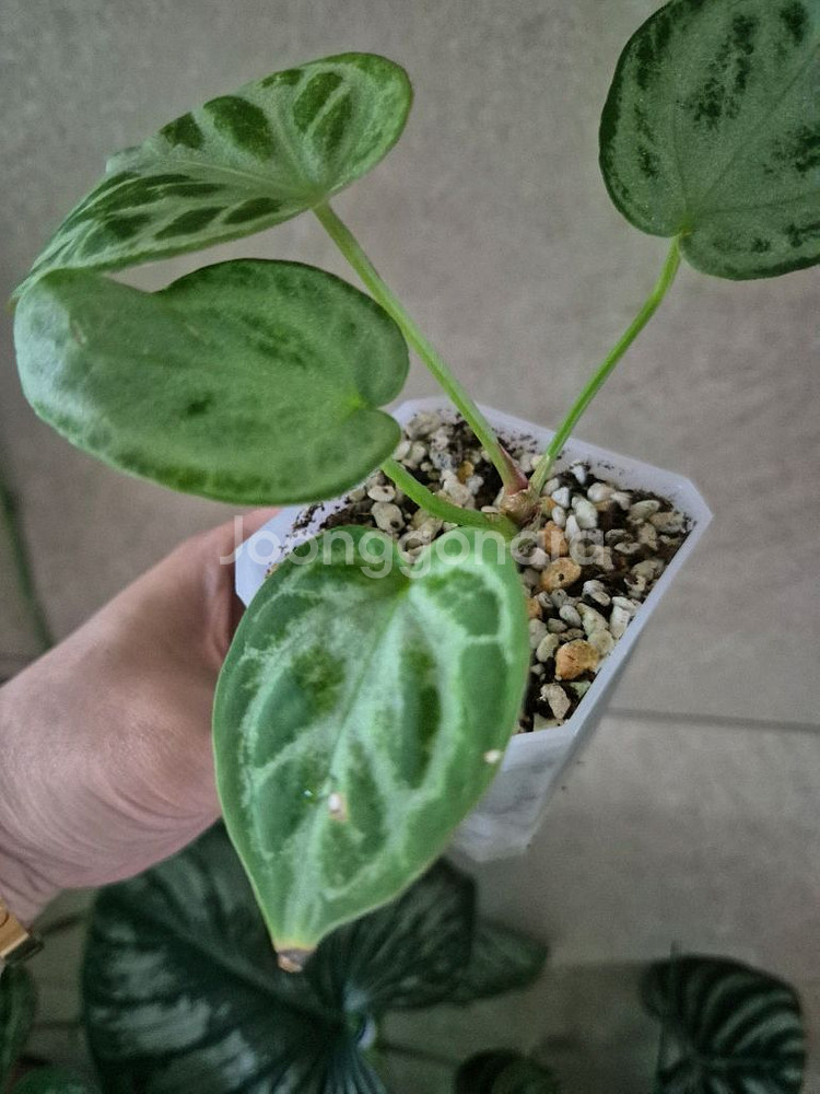 안스리움 실버브러쉬 풀실버--3