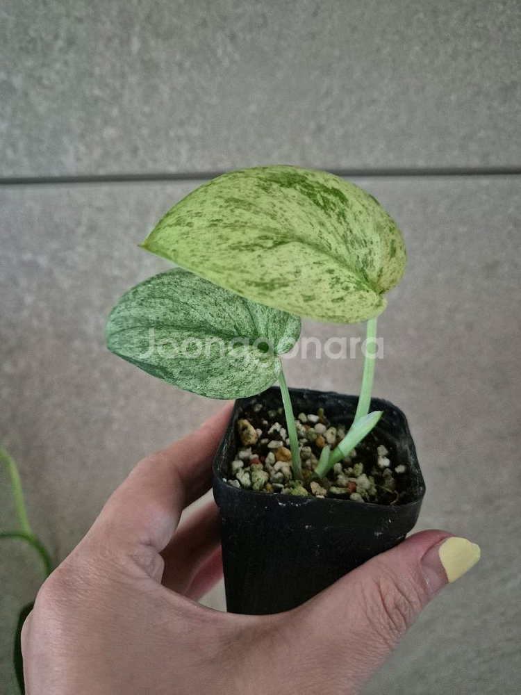 스킨답서스 제이드샤틴마블--0