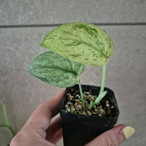 스킨답서스 제이드샤틴마블