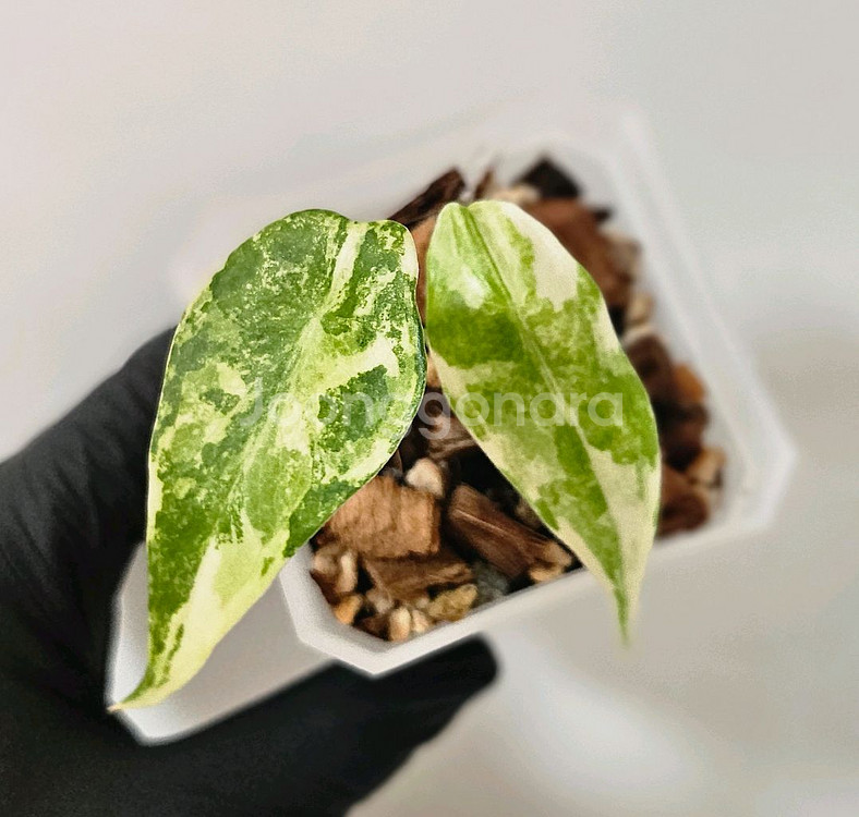 알로카시아 롱기로바 화이트--0