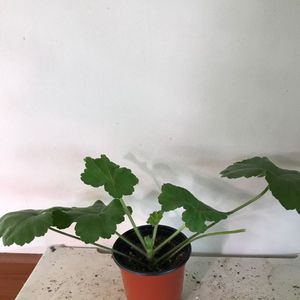 Ta아마존카 러시아 제라늄