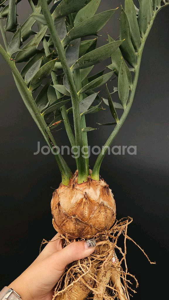 소철 호리더스 드워프 벌크마켓 (아프리카식물/코덱스)--1