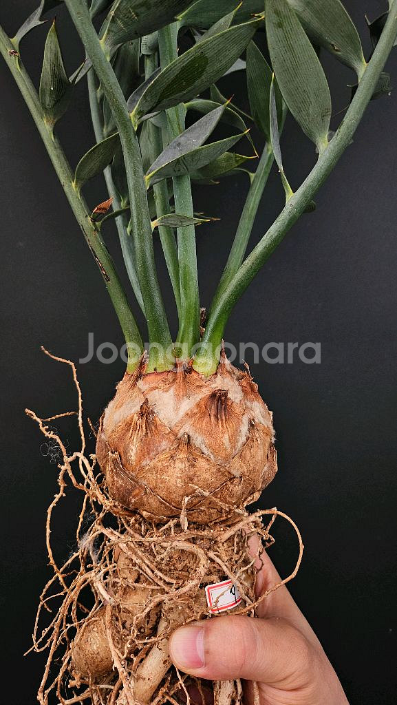 소철 호리더스 드워프 벌크마켓 (아프리카식물/코덱스)--3