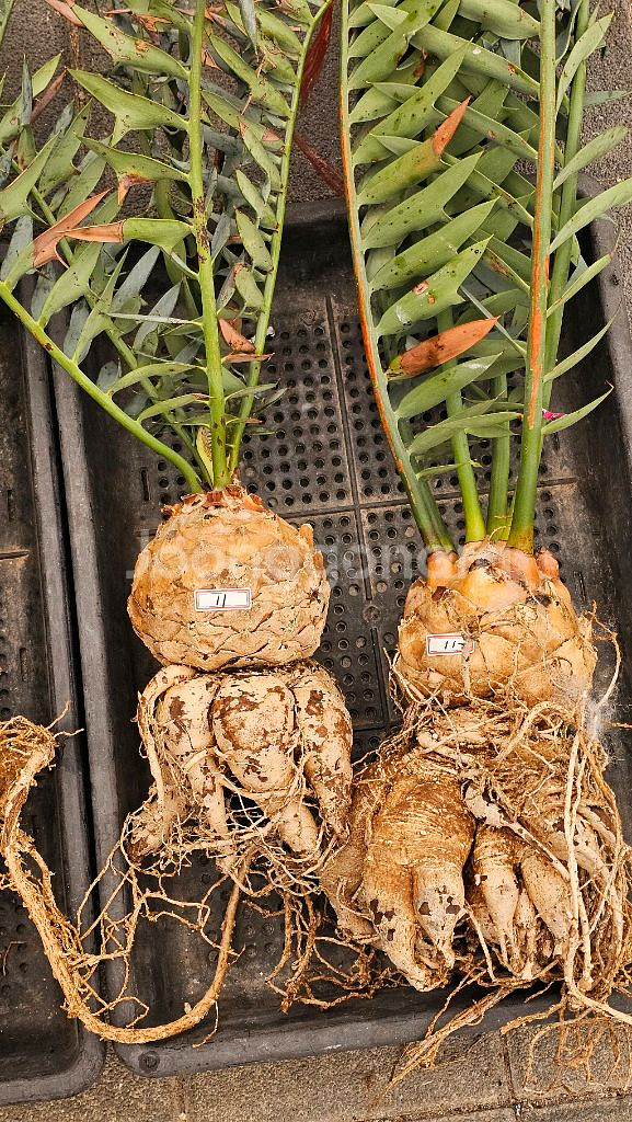 소철 호리더스 드워프 벌크마켓 (아프리카식물/코덱스)--5