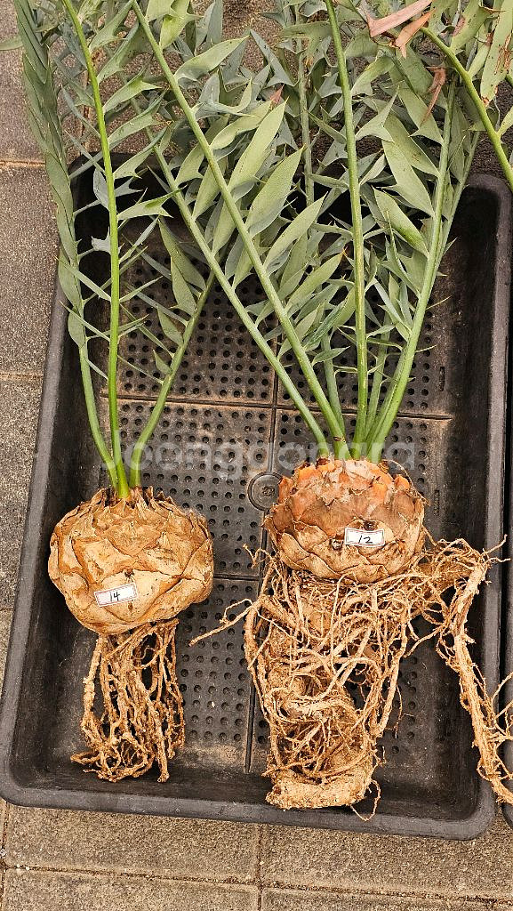 소철 호리더스 드워프 벌크마켓 (아프리카식물/코덱스)--6