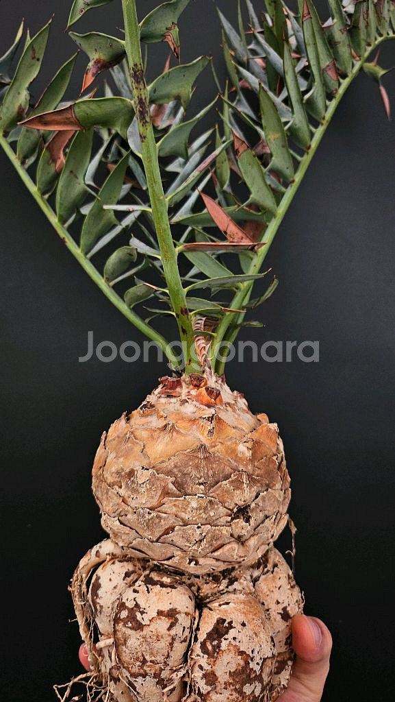 소철 호리더스 드워프 벌크마켓 (아프리카식물/코덱스)--0