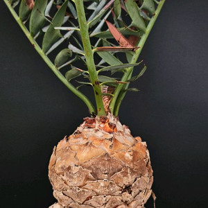 소철 호리더스 드워프 벌크마켓 (아프리카식물/코덱스)