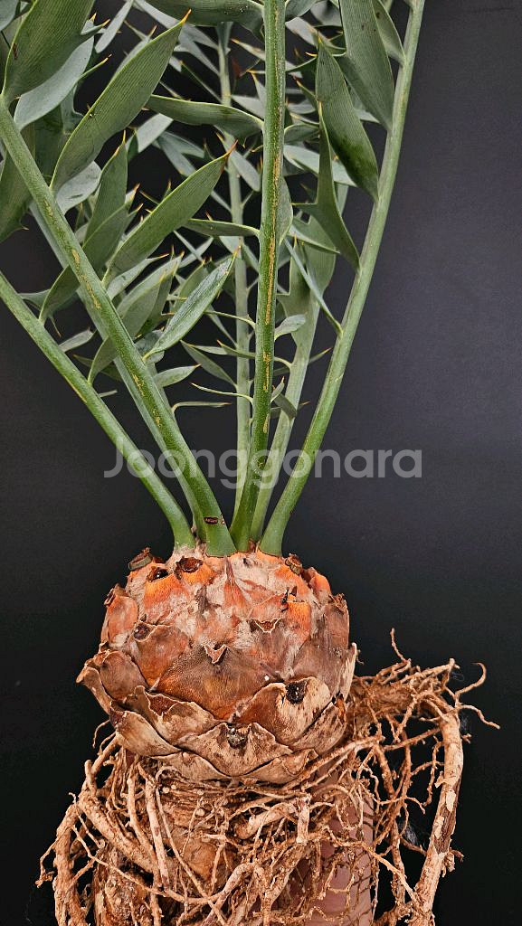 소철 호리더스 드워프 벌크마켓 (아프리카식물/코덱스)--4