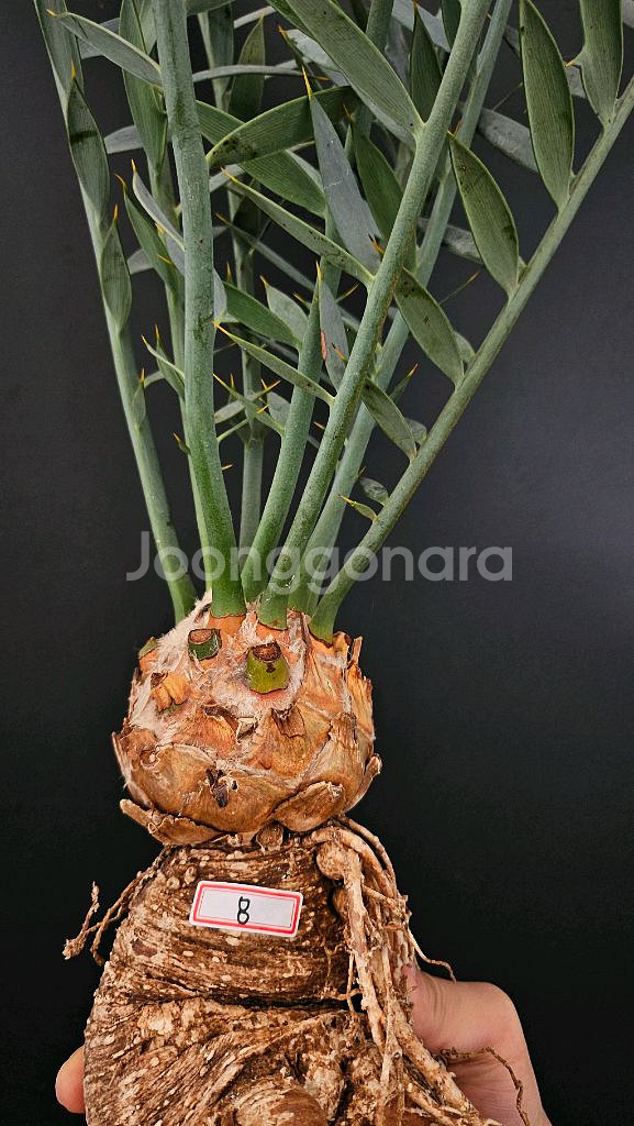 소철 호리더스 드워프 벌크마켓 (아프리카식물/코덱스)--2