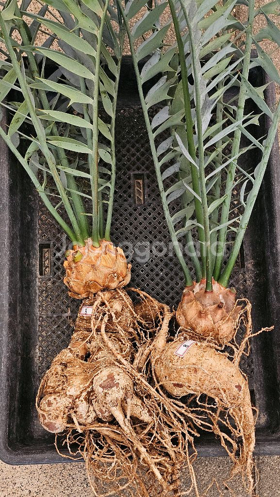 소철 호리더스 드워프 벌크마켓 (아프리카식물/코덱스)--8