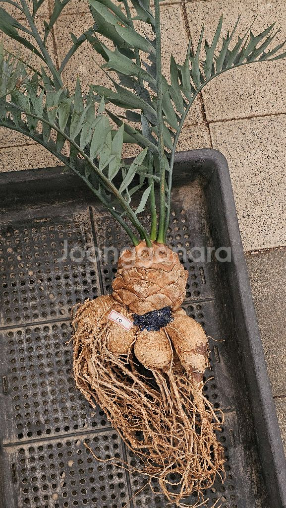 소철 호리더스 드워프 벌크마켓 (아프리카식물/코덱스)--7