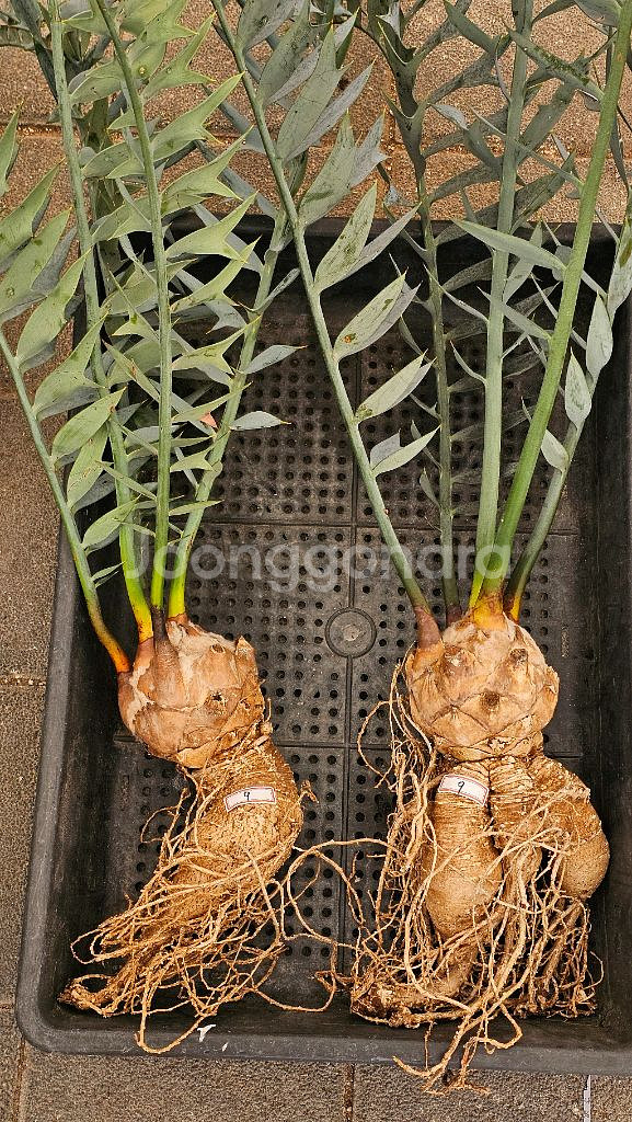 소철 호리더스 드워프 벌크마켓 (아프리카식물/코덱스)--9