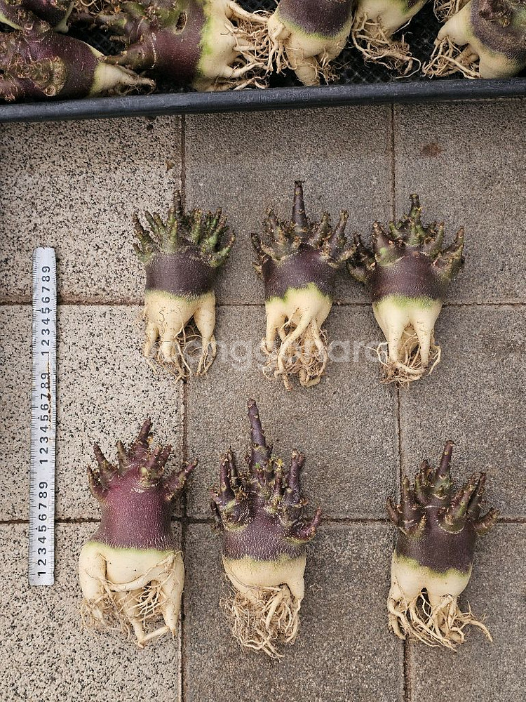 매번 완판되는 아데니움 블랙스킨 (아프리카식물/코덱스)--0