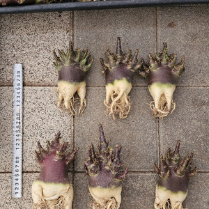 매번 완판되는 아데니움 블랙스킨 (아프리카식물/코덱스)