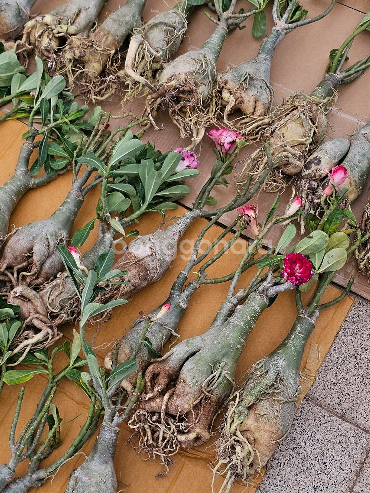 매번 완판되는 아데니움 블랙스킨 (아프리카식물/코덱스)--5