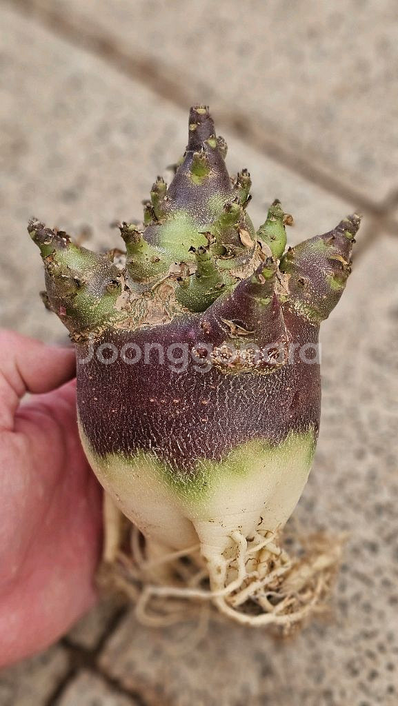 매번 완판되는 아데니움 블랙스킨 (아프리카식물/코덱스)--3