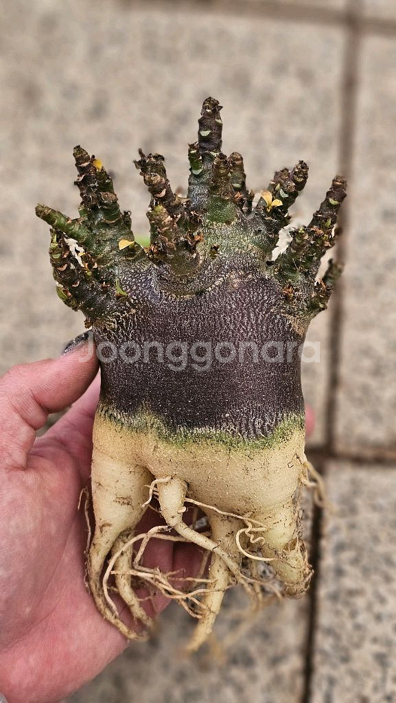 매번 완판되는 아데니움 블랙스킨 (아프리카식물/코덱스)--1