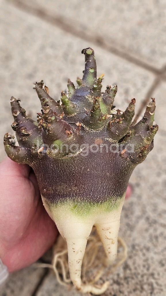 매번 완판되는 아데니움 블랙스킨 (아프리카식물/코덱스)--2