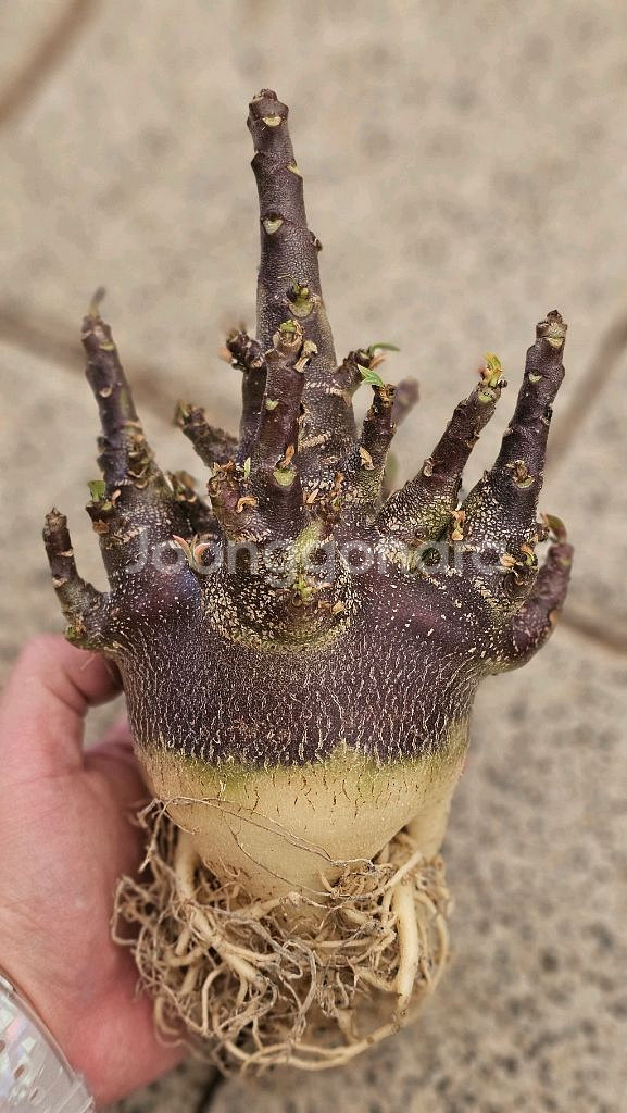 매번 완판되는 아데니움 블랙스킨 (아프리카식물/코덱스)--4