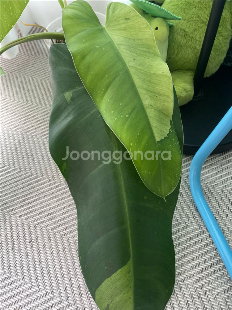 필로덴드론 호세부오노 바리에가타--2