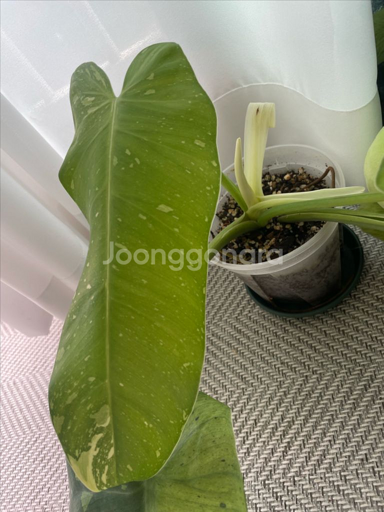 필로덴드론 호세부오노 바리에가타--3