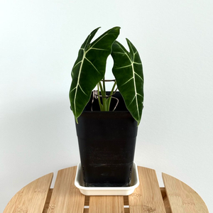 알로카시아 프라이덱 그린벨벳