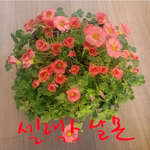 사랑초 키워보세요 1