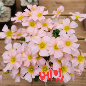 사랑초 키워보세요 2