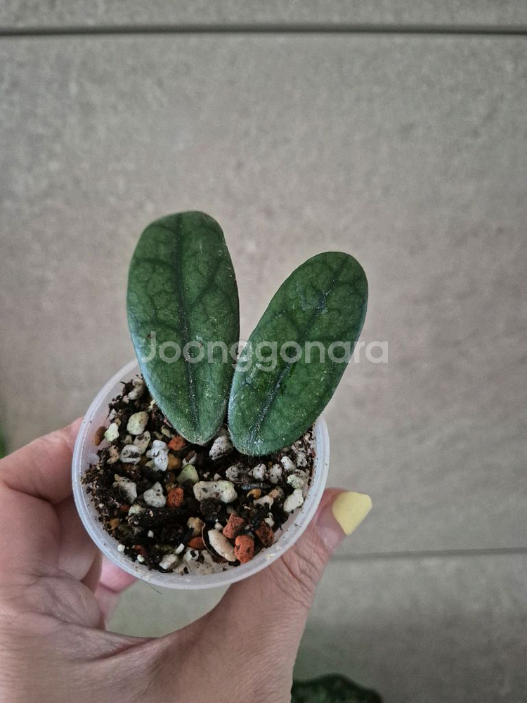 호야쓰촨엔시스--0