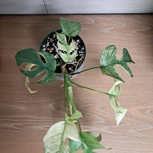 화이트풀민트 히메몬스테라