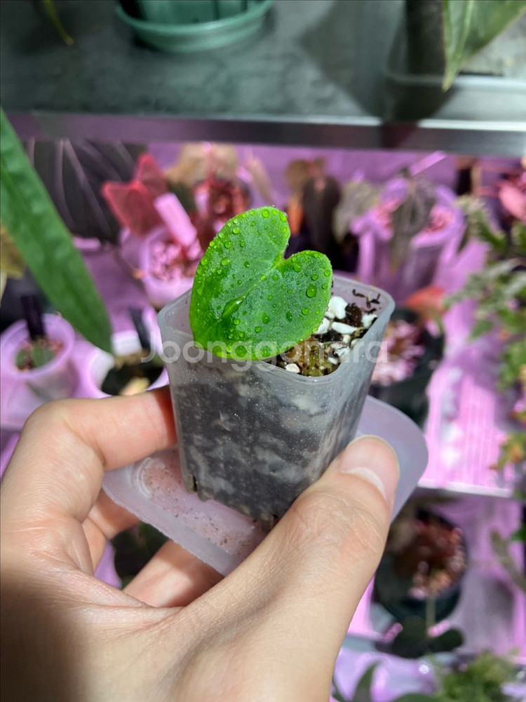 안스리움 호프마니 레드사이너스 x 레드 스파이더--6