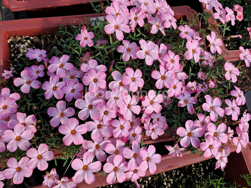 사랑초구근(레드아이)-3구한셋트--1