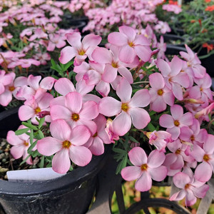 사랑초구근(레드아이)-3구한셋트