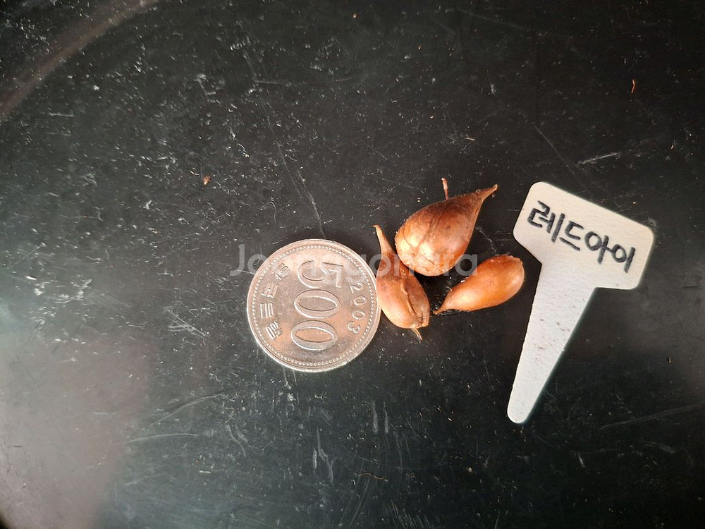 사랑초구근(레드아이)-3구한셋트--2