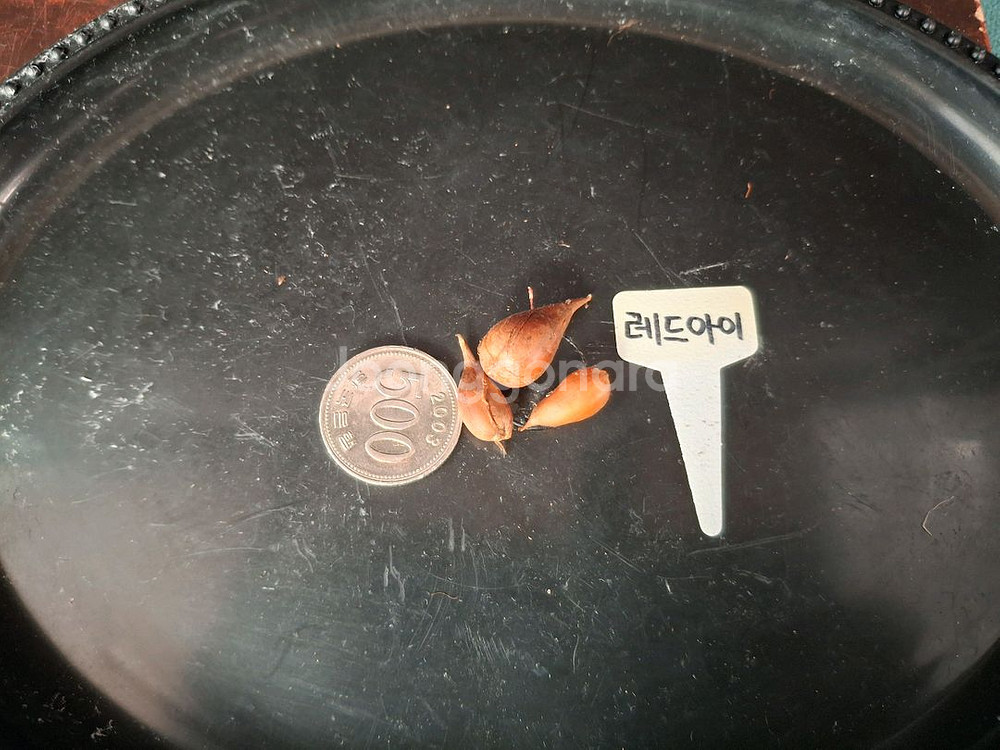 사랑초구근(레드아이)-3구한셋트--4