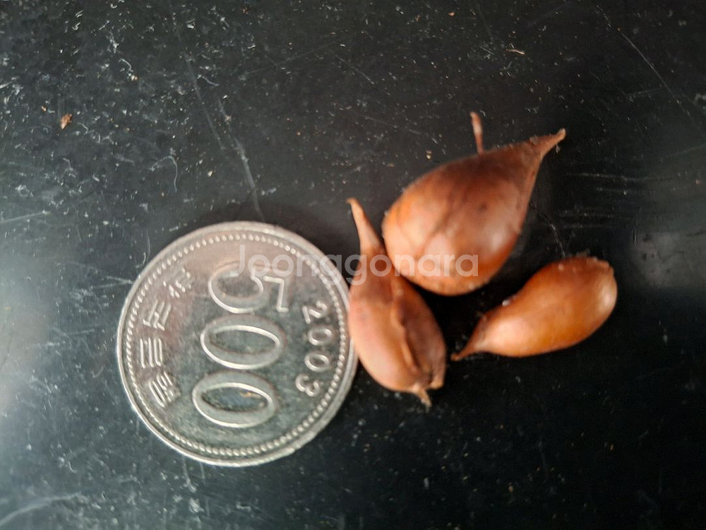 사랑초구근(레드아이)-3구한셋트--3