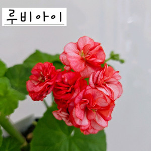루비아이 제라늄